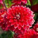 Bulbes à fleurs à planter au printemps - Dahlia Décoratif Mr. Optimist (x1) - face recto